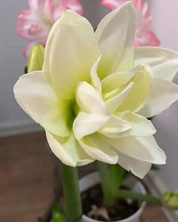 社交类app存在的问题_社交平台对人们的影响_最新手机系统如何影响社交平台的使用？