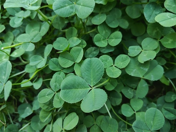 一加Ace Pro拍照体验评测