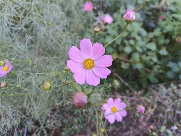 一加Ace Pro拍照体验评测