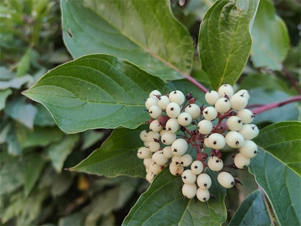 一加Ace Pro拍照体验评测