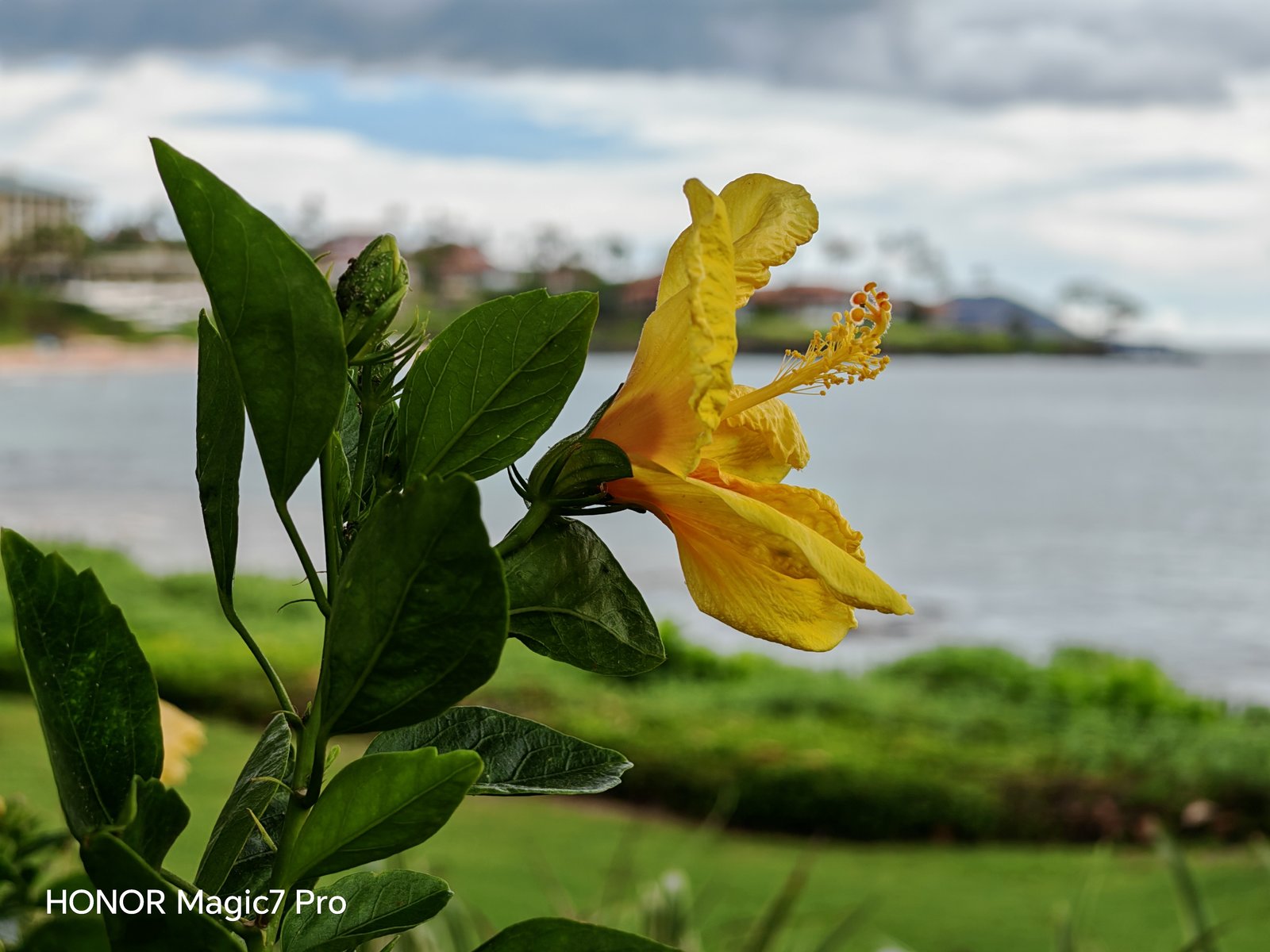 荣耀手机摄像头拍照模糊怎么办_评测荣耀的拍照效果：从镜头到成像_荣耀摄像头模糊不清