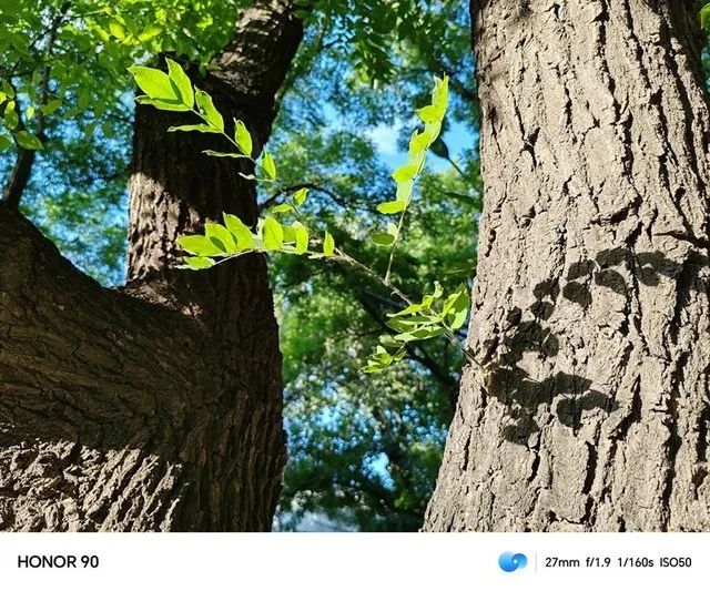 荣耀拍照算法_荣耀50系列：拍照功能解析与用户体验_荣耀拍照技术